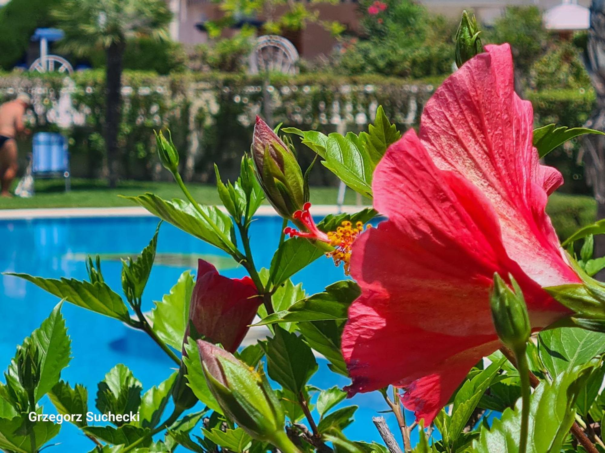 Apartamento Parquemar Daire La Mata  Dış mekan fotoğraf